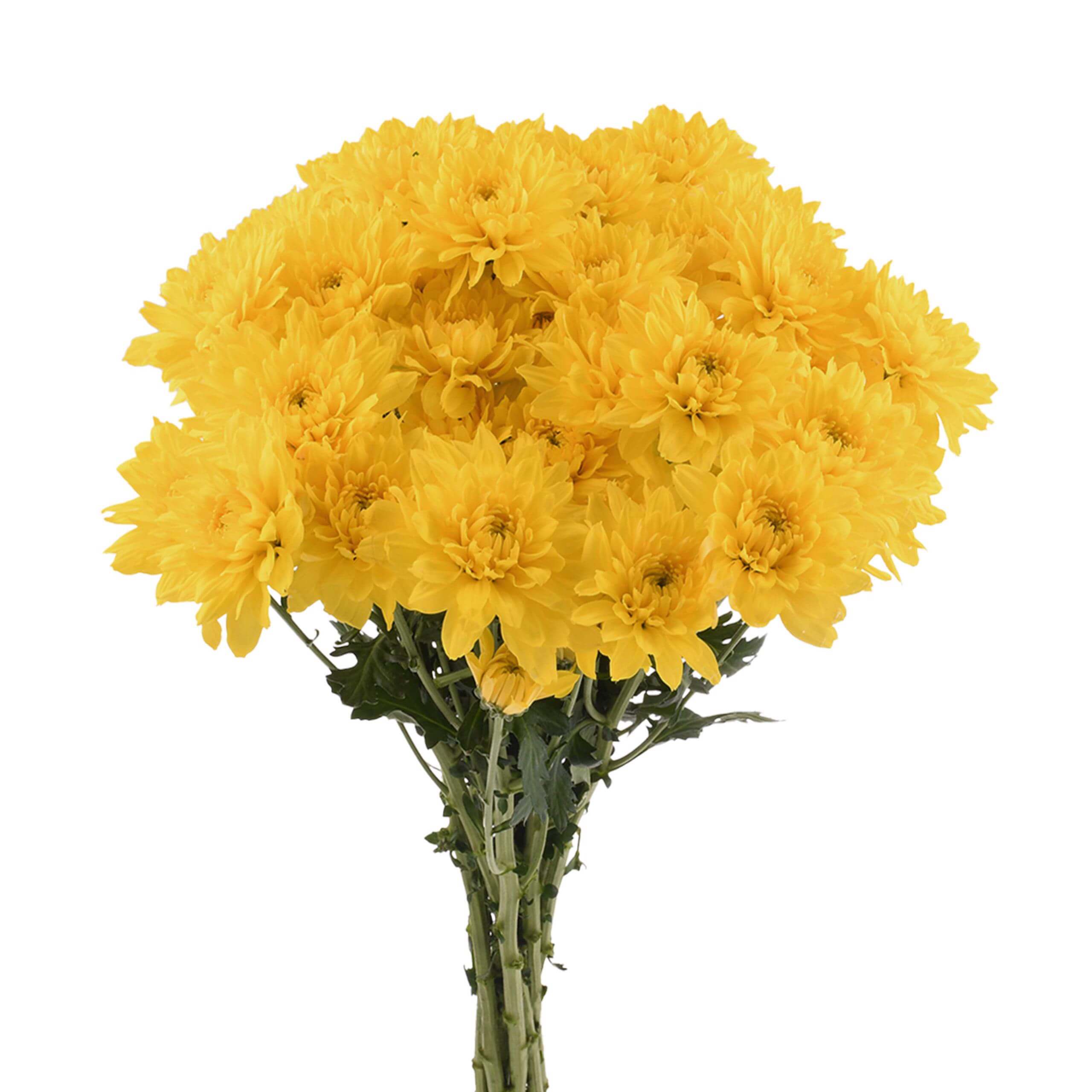 esmeralda-farms-pompon-cushion-golden-kent-2