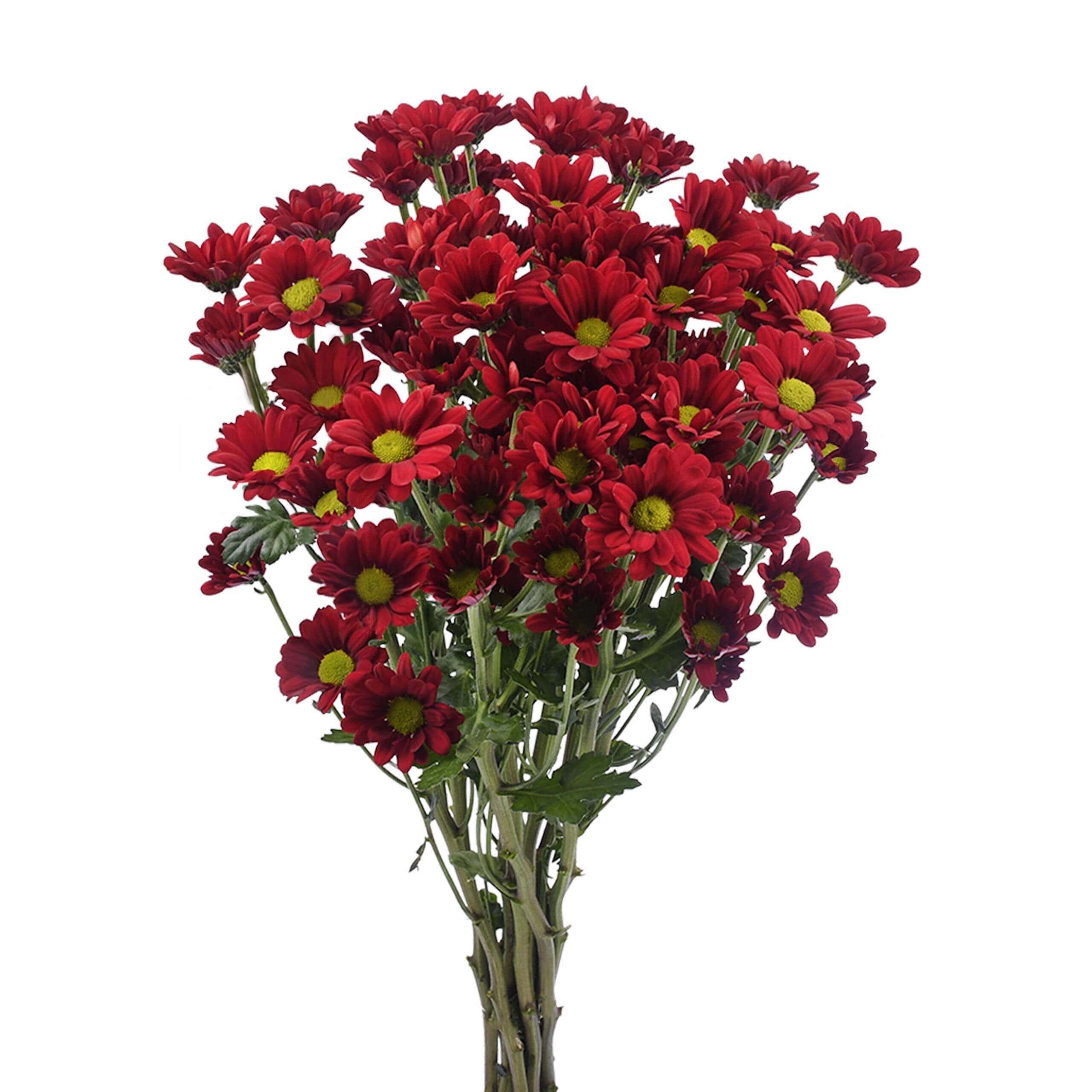 esmeralda-farms-pompon-daisy-valentino-red-2