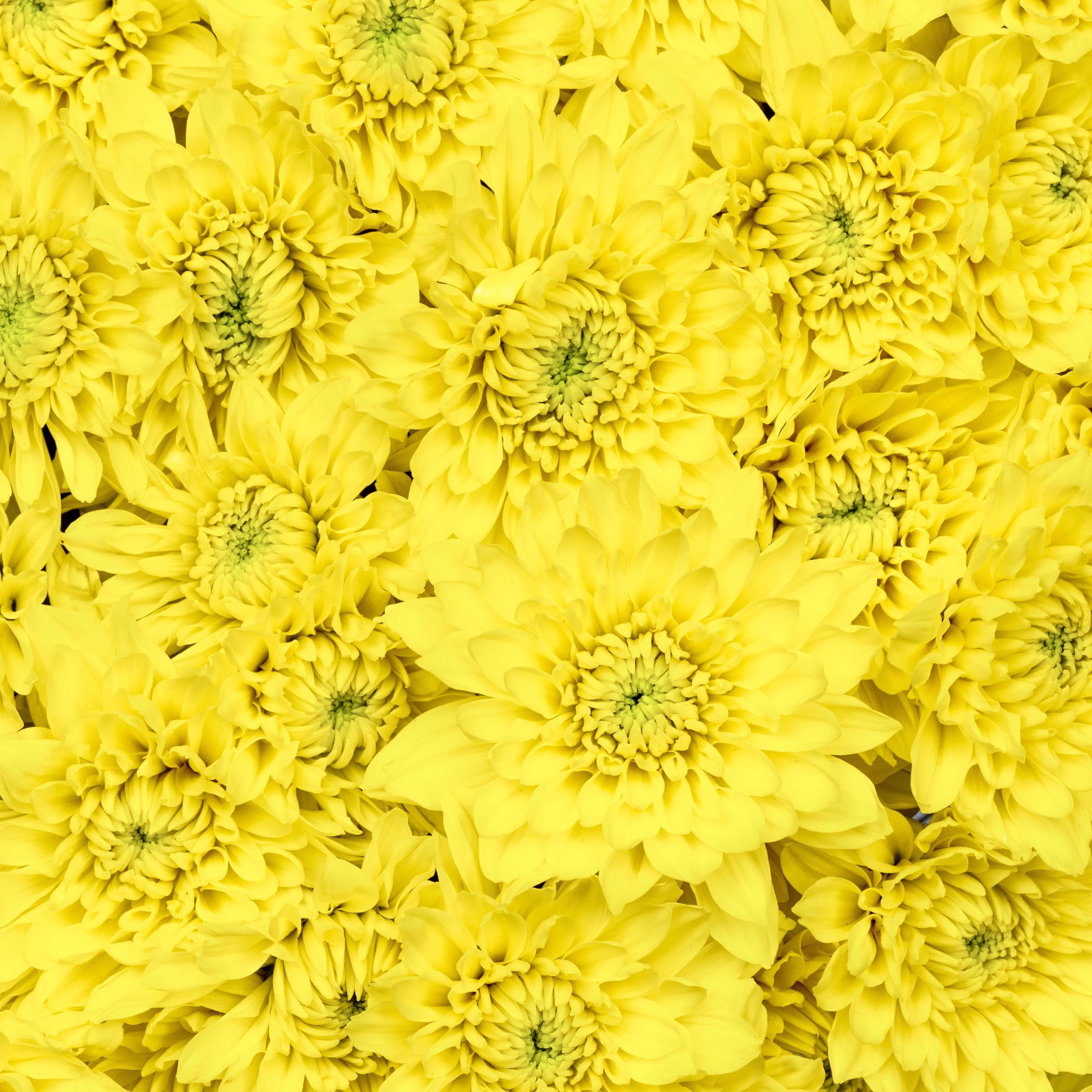 esmeralda-chrysanthemum-golden-kent