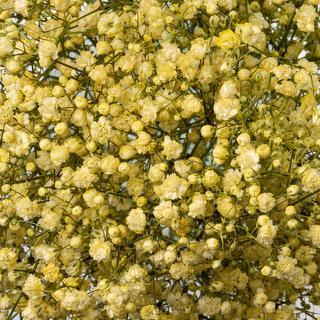 esmeralda-gypsophila-yellow-painted