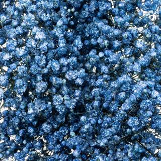 esmeralda-gypsophila-blue-painted