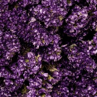 esmeralda-statice-purple-painted