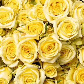 esmeralda-spray-rose-light-yellow