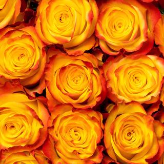 esmeralda-high-and-yellow-magic-rose