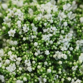 esmeralda-trachelium-white