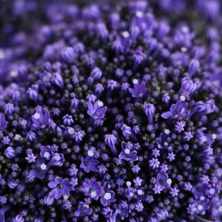 esmeralda-trachelium-dark-blue