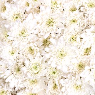esmeralda-chrysanthemum-megara