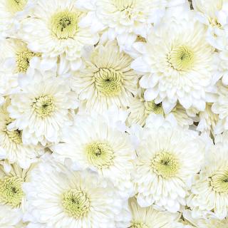 esmeralda-chrysanthemum-polaris