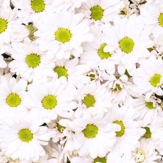 esmeralda-chrysanthemum-white-delilah