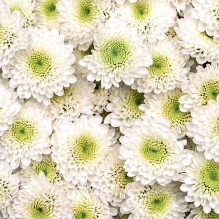 esmeralda-chrysanthemum-white-eagle