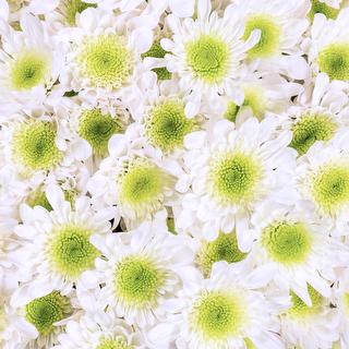 esmeralda-chrysanthemum-decima