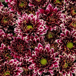 esmeralda-chrysanthemum-amenthis-dark