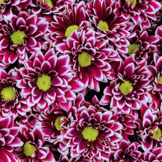 esmeralda-chrysanthemum-orinoco