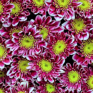 esmeralda-chrysanthemum-zenix