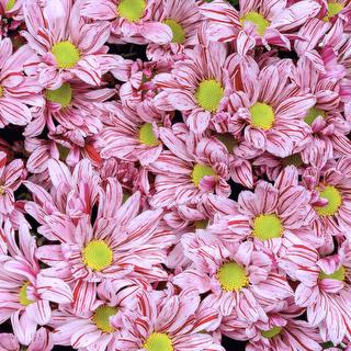 esmeralda-chrysanthemum-artist-pink