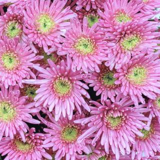 esmeralda-chrysanthemum-ivanovo