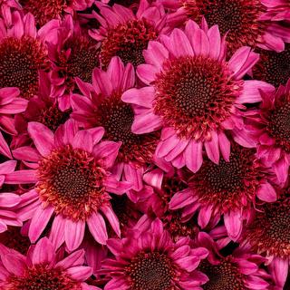 esmeralda-chrysanthemum-corazol
