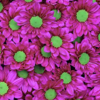 esmeralda-chrysanthemum-memphis
