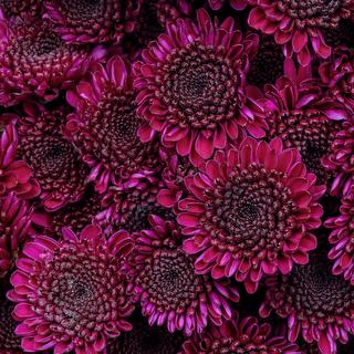 esmeralda-chrysanthemum-uva