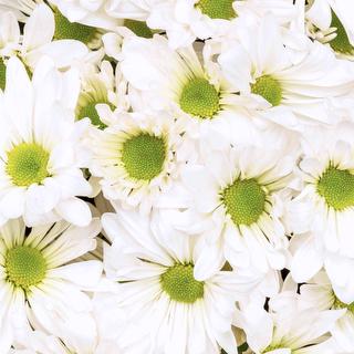 esmeralda-chrysanthemum-atlantis-white