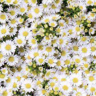 esmeralda-mardi-gras-aster-white