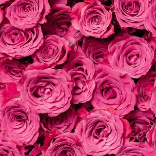 esmeralda-spray-rose-dark-pink