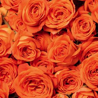 esmeralda-spray-rose-orange