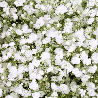 esmeralda-gypsophila-xlence