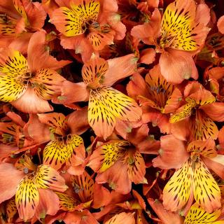 esmeralda-symphony-alstroemeria-orange