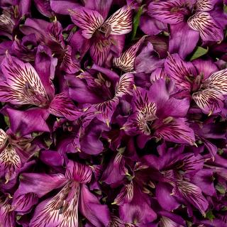 esmeralda-symphony-alstroemeria-purple