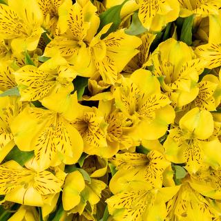 esmeralda-symphony-alstroemeria-yellow