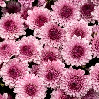 esmeralda-chrysanthemum-sweet