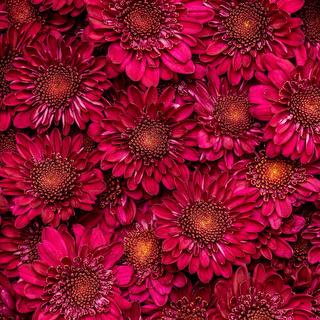 esmeralda-chrysanthemum-shock
