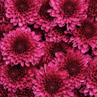 esmeralda-chrysanthemum-lollipop