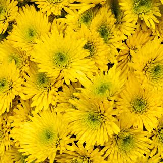 esmeralda-chrysanthemum-zaza