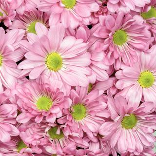 esmeralda-chrysanthemum-atlantis-pink