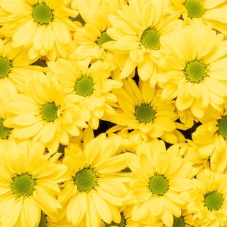 esmeralda-chrysanthemum-celebrate