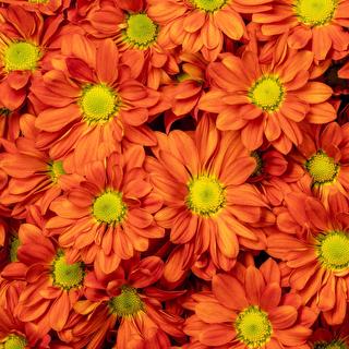 esmeralda-chrysanthemum-julianne