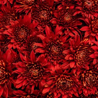 esmeralda-chrysanthemum-rock