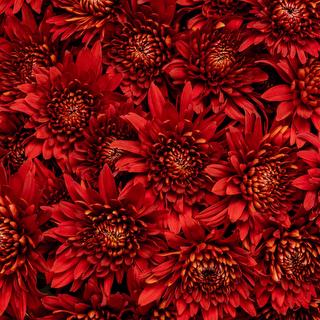 esmeralda-chrysanthemum-rock