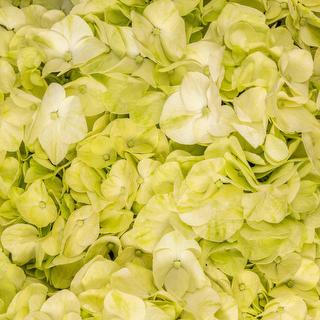 esmeralda-hydrangea-premium-green-mojito