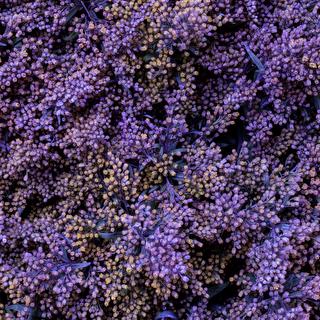 esmeralda-mardi-gras-solidago-purple painted