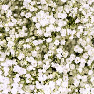 esmeralda-gypsophila-overtime-glitter