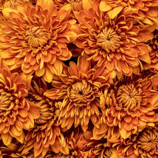 esmeralda-chrysanthemum-virginia