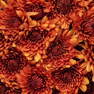 esmeralda-chrysanthemum-saloom