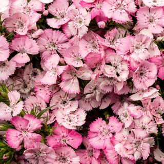 esmeralda-dianthus-rose-magic