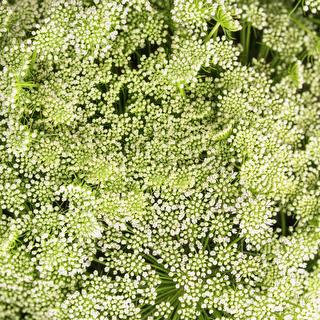 esmeralda-farms-ammi-majus-green-mist