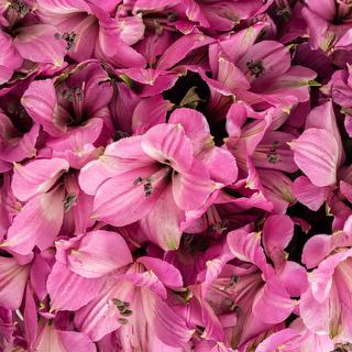 esmeralda-farms-alstroemeria-lavender