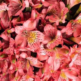 esmeralda-farms-alstroemeria-hot-pink