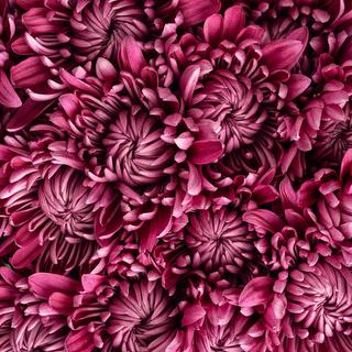 esmeralda-farms-pompon-kampala